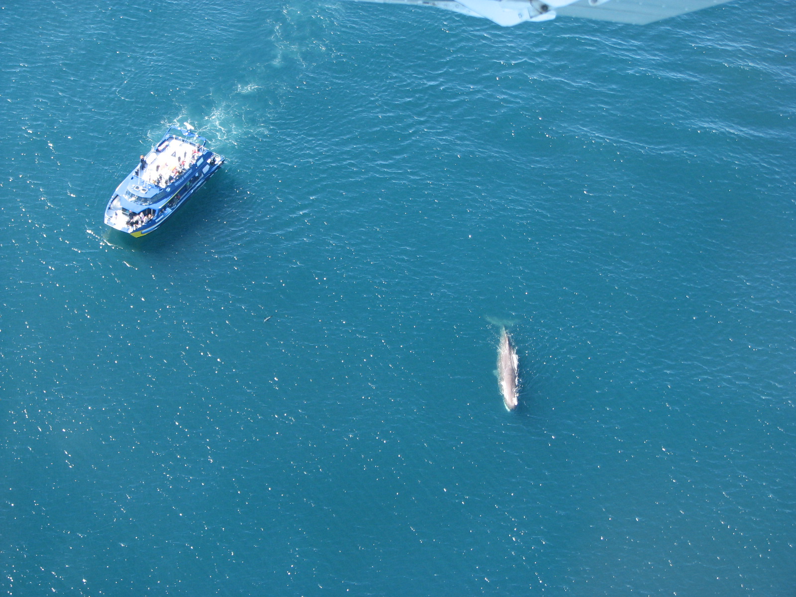 Flying high above the whales and dolphins as they swim through the blue waters near Kaikoura.  Awesome sight for both young and old.