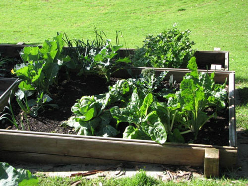 Vegetable garden