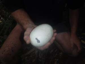 Egg after being lifted Photo By : Kevin Stokes