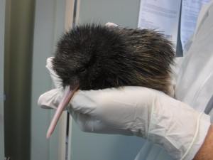 The chick at The Kiwi Encounter, Rotorua Photo by : Kevin Stokes