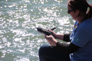 Pauline Nijman releases Little Blue Penguin Taranaki into the Nga Motu Marine Reserve.