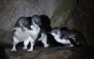 Little Blue Penguins 30-08-15 Port