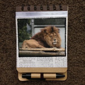 Lion, Pouakai Zoo